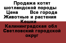 Продажа котят шотландской породы › Цена ­ - - Все города Животные и растения » Кошки   . Калининградская обл.,Светловский городской округ 